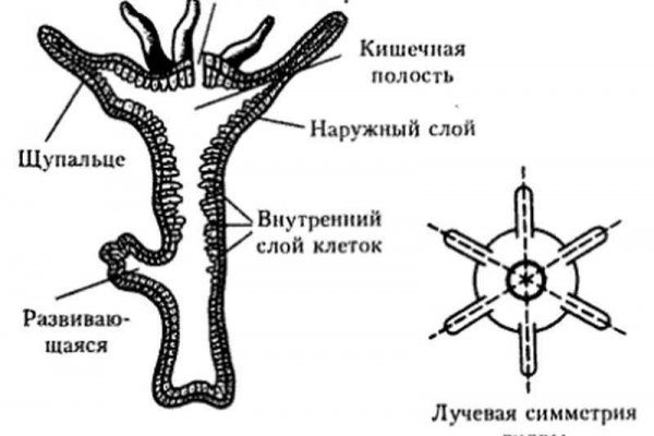 Кракен тор gigageek ru